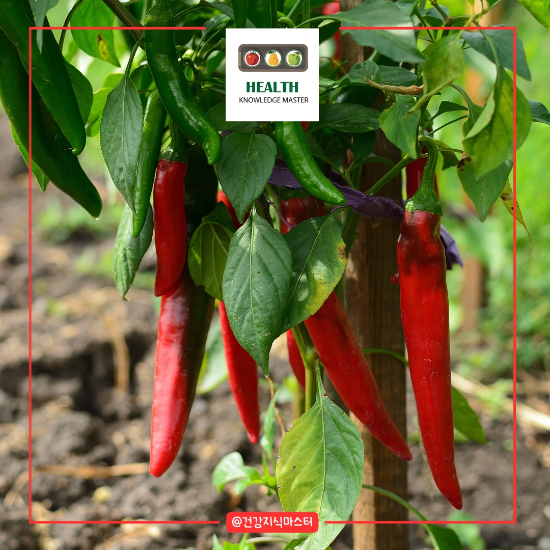 2월에 심는 작물 10가지 - 고추