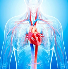 김치의 효능&amp;#44; 심혈관 건강