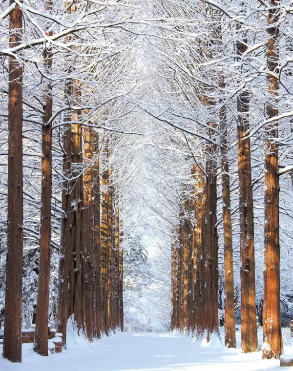 남이섬 겨울 풍경