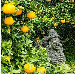 제주항공 국내선 제주항공권 예약