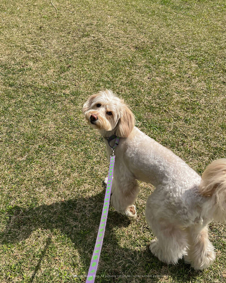 산책하는 강아지