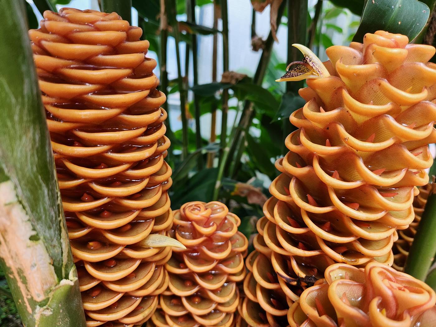 벌집징가(벌집생강)