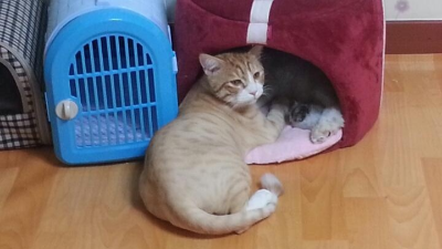 화장실 모래에 남은 건강 신호, 고양이 소변 변화는 이렇게 확인합니다