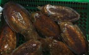 제 14회 장항항 수산물 꼴갑축제 기본정보와 프로그램 소개 심형래 풍금 등 출연