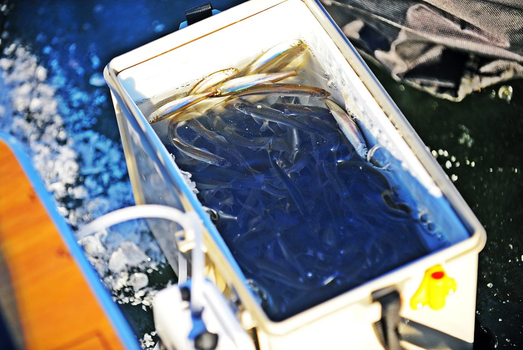 강화 양오 빙어축제