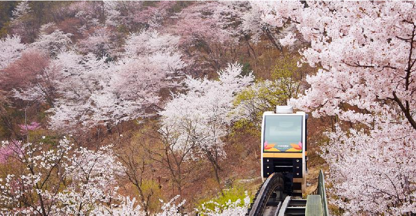 화담숲 모노레일 예약