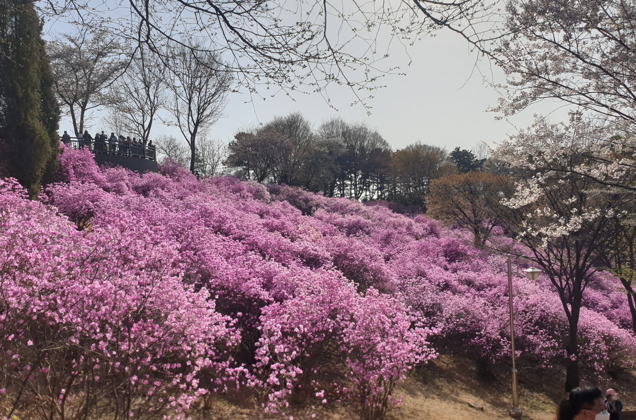 진달래 축제