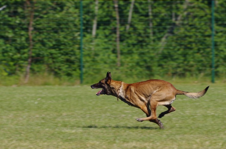 벨지안 매리노이즈