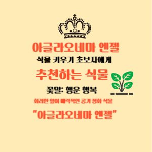 이글라오네마 엔젤 식물 키우기 추천하는 식물 공기정화 식물