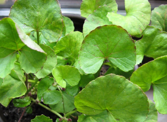 고투콜라 Gotu kola