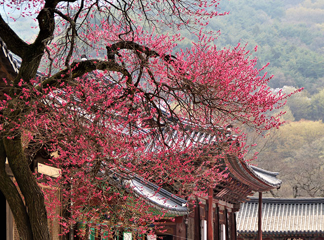 구례 화엄사 흑매 : 검붉은 색감이 압도적인 매화 성지