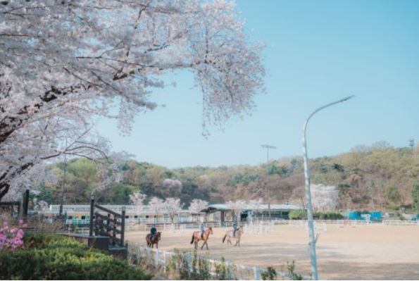 렛츠런파크 벚꽃축제 야경