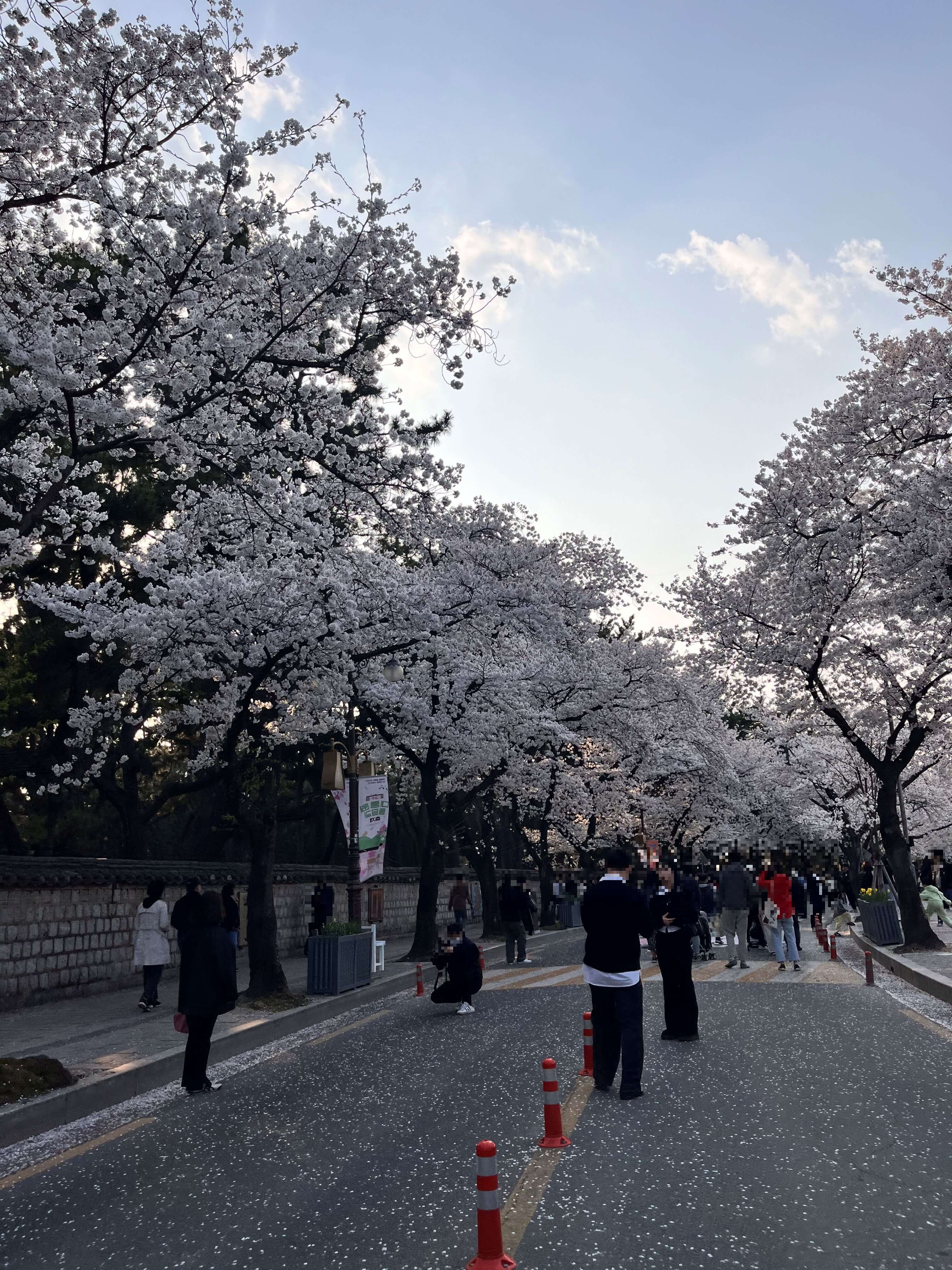 대릉원 돌담길에서 벚꽃구경