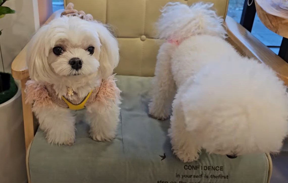 상주 강아지들과 노는 모습