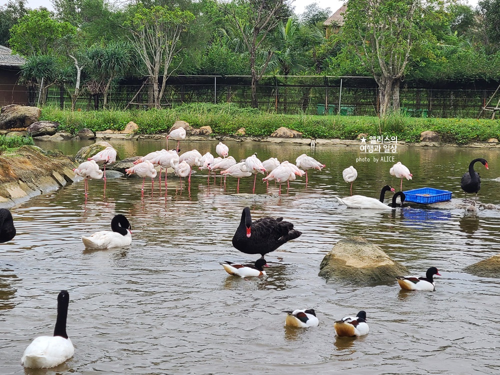 베트남 남호이안 빈원더스 사파리 후기 가격 할인입장권 예약 리버