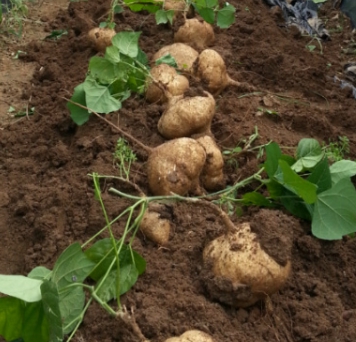 히카마 보관방법