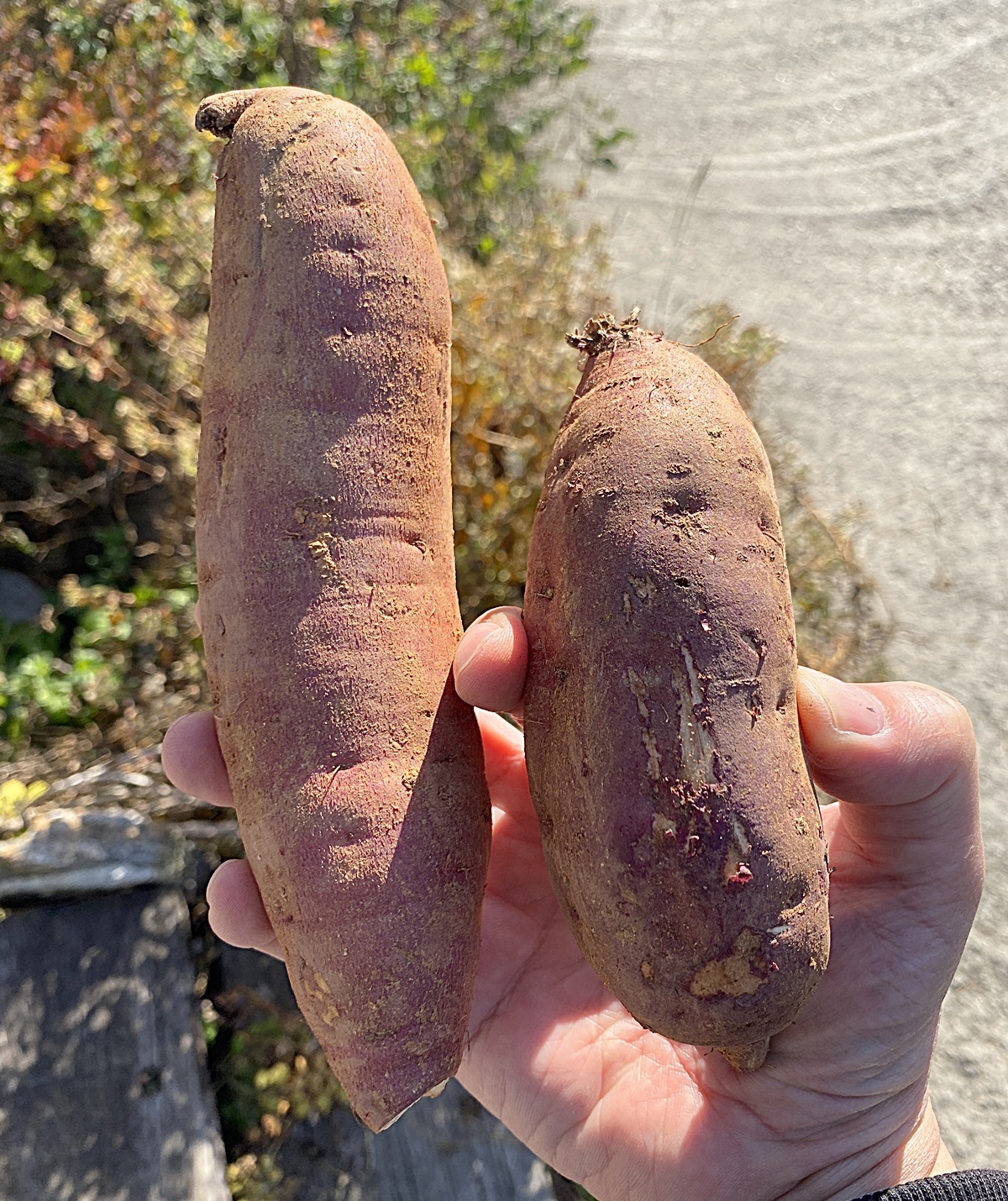 베니하루카 크기 비교