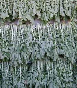 시래기 효능 무청 부작용 고르는법