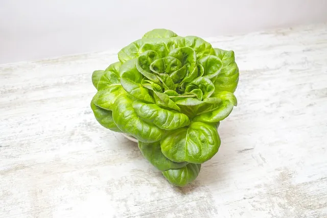 왕고들빼기 효능과 섭취시 주의사항 건강 정보_5