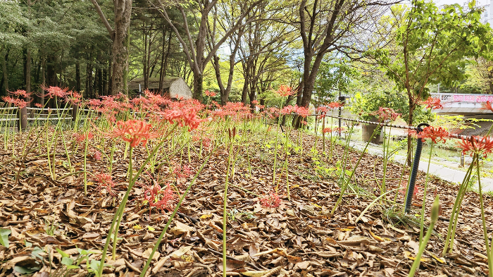 분당 중앙공원 꽃무릇1