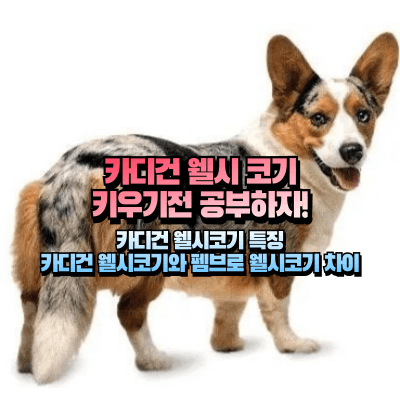 카디건 웰시코기 사진을 이용한 섬네일