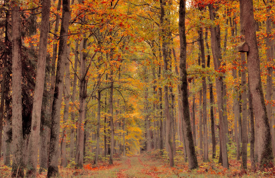 가을 감성을 제대로 느낄 수 있는 산책 명소 5곳 (서울/경기 기준)