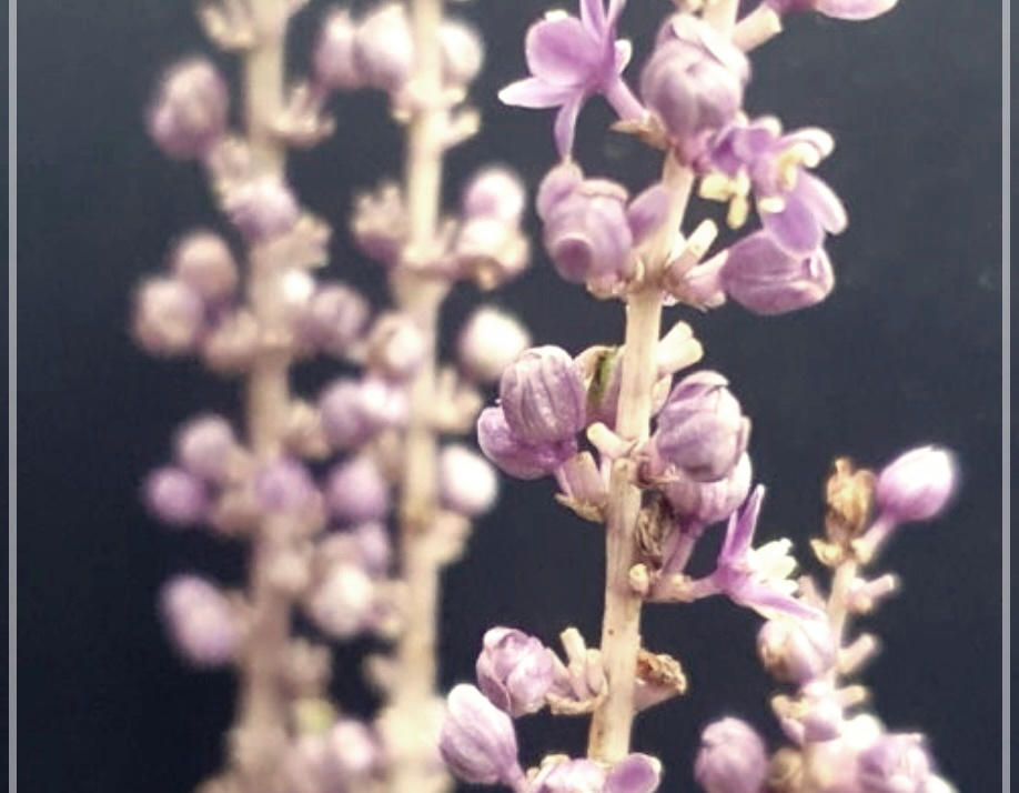 맥문동탕 효능, 부작용 및 먹는 방법