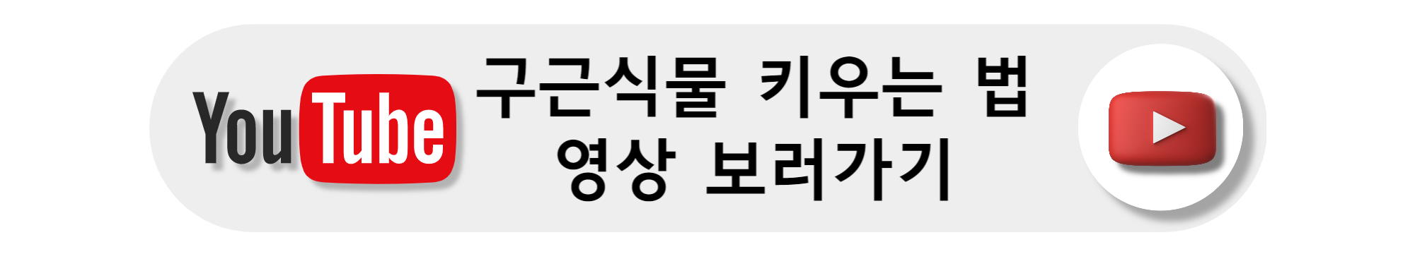구근식물 종류