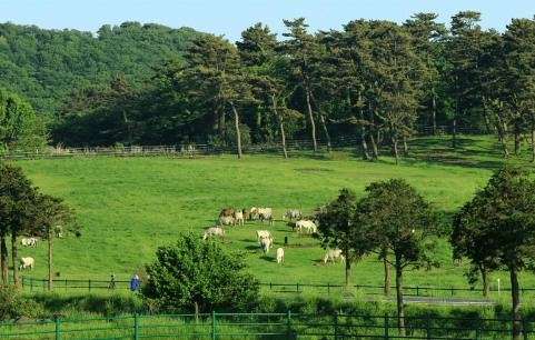 제주-돌하루팡-후기