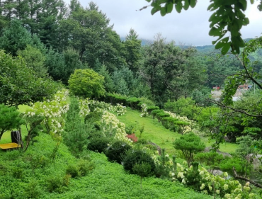 강원권 수국명소 추천 7곳, 여름 여행지로 꼭 가봐야 할 인생샷 스폿 총정리