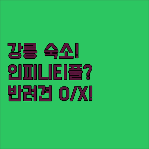 강릉 호캉스 호텔 인피니티풀 반려견 ..