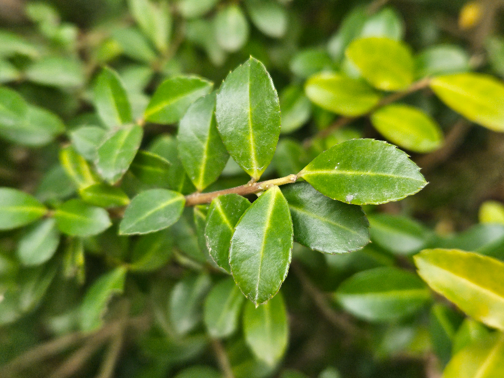 꽝꽝나무 골든잼1