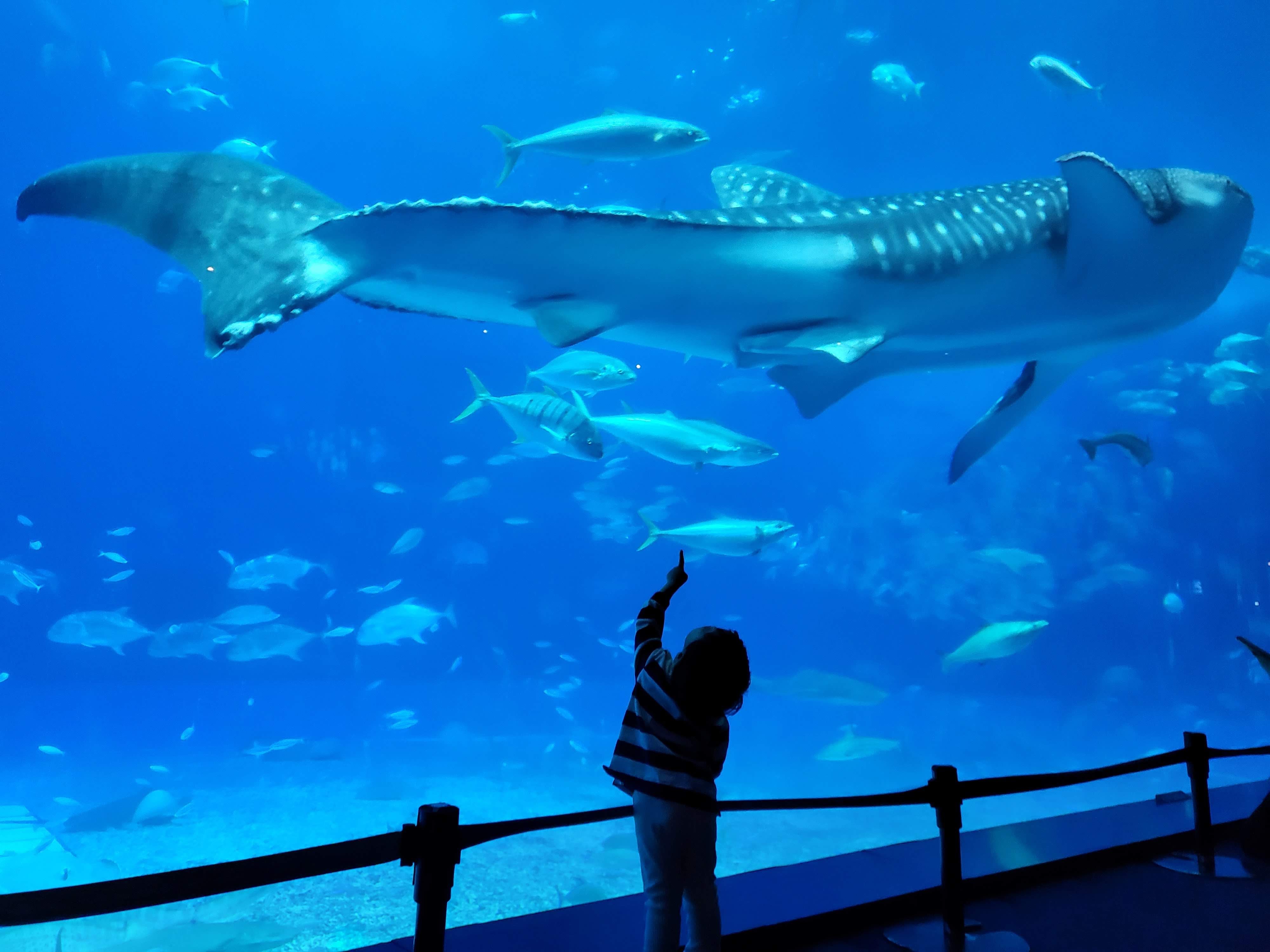 츄라우미 수족관에서 고래상어를 가리키며 감탄하는 아이의 뒷모습