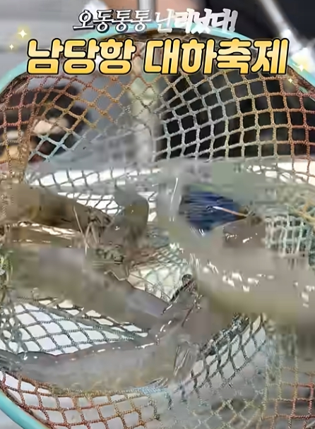 남당항 대하축제 새우 사진