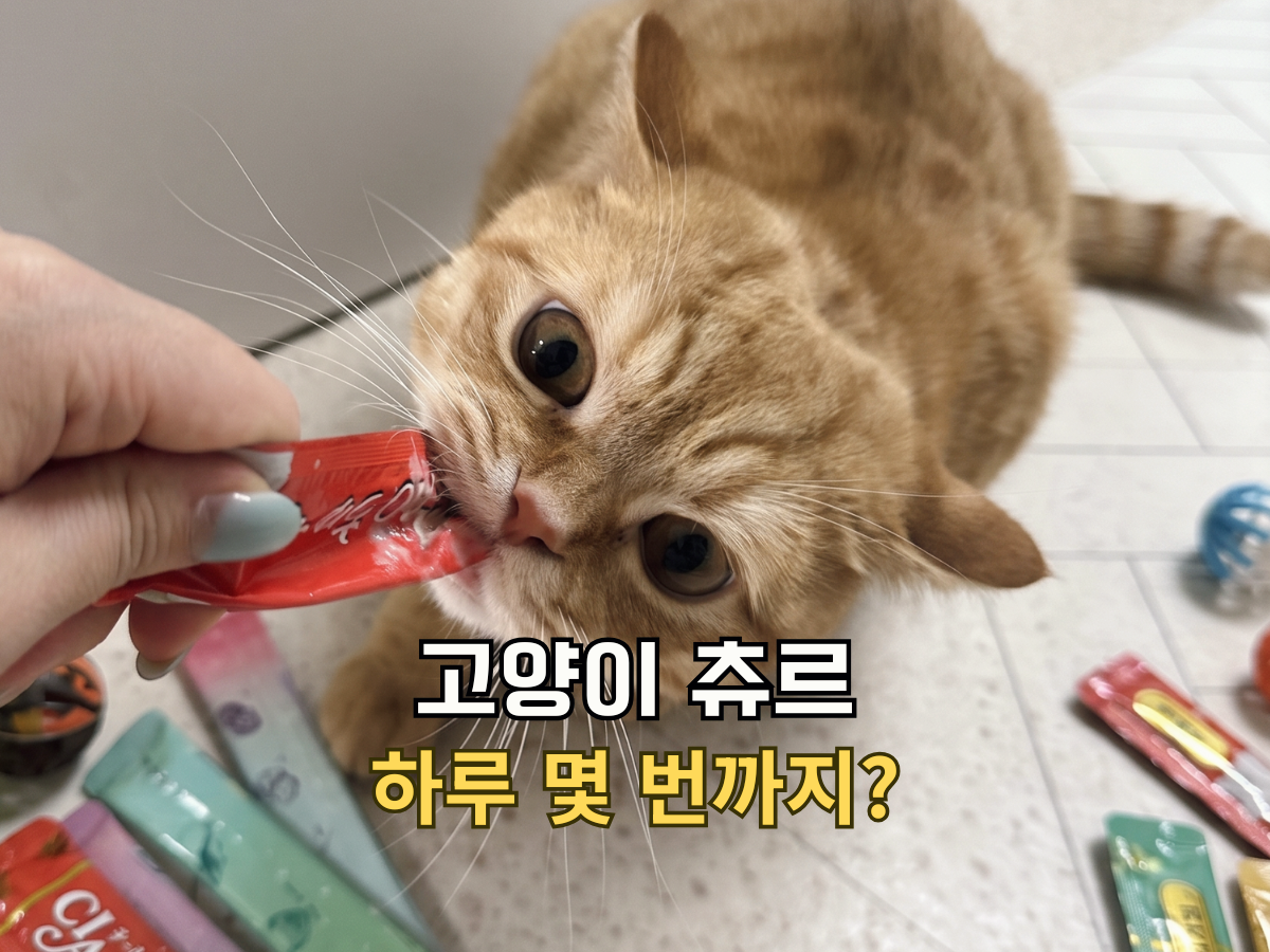 고양이 집사가 고양이에게 츄르를 급여하는 사진. 이미지 상단에는 '고양이 츄르 하루 몇 번까지?'라는 한글 텍스트가 있습니다. 주황 고양이 뽀리가 츄르를 먹기 위해 입을 벌리고 있으며, 호기심 어린 눈빛으로 카메라를 바라보고 있습니다.