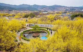 구례 산수유축제