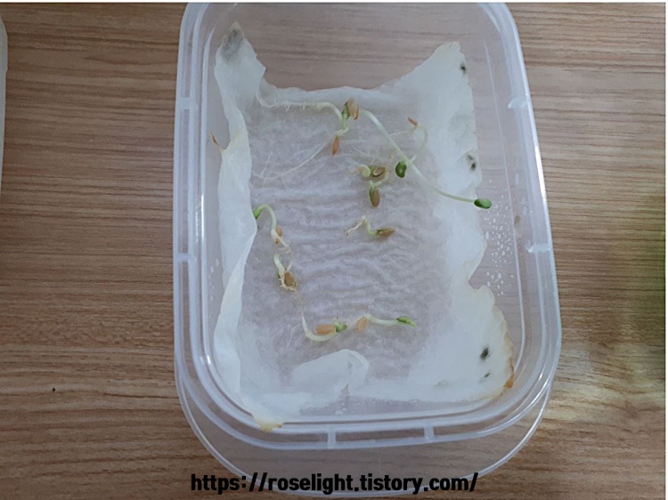 일주일 지난 참외 씨앗