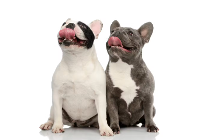 개가 윗눈 씀씀이