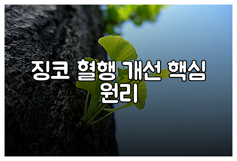 징코 혈행 개선 핵심 원리