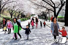 2024 충주호 벚꽃축제 기본정보 및 프로그램 소개