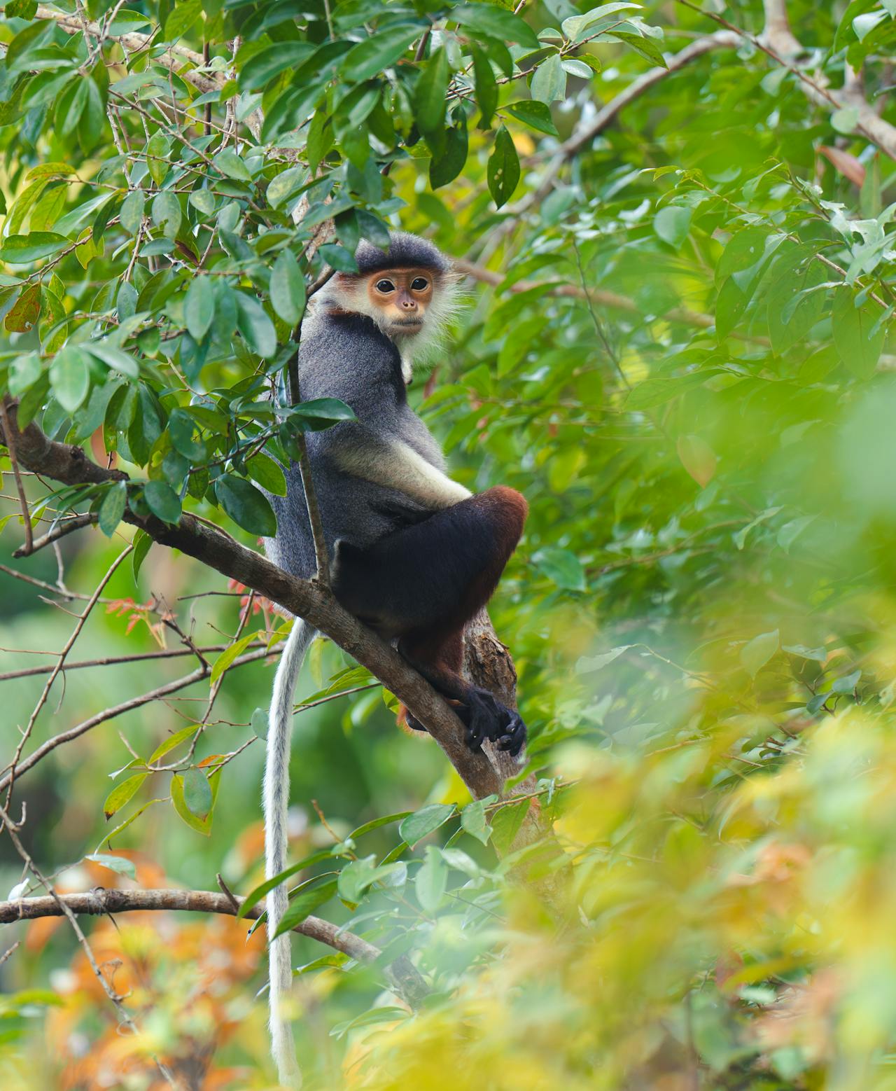희귀 동물 보호를 위한 국제 협약 CITES