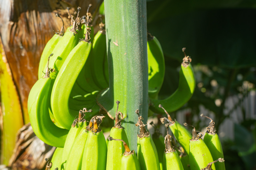 영흥 수목원 바나나