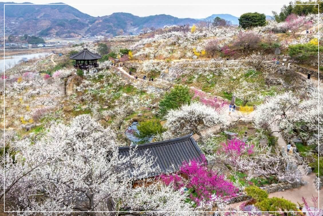 광양 가볼만한곳 베스트10 섬진강 매화마을