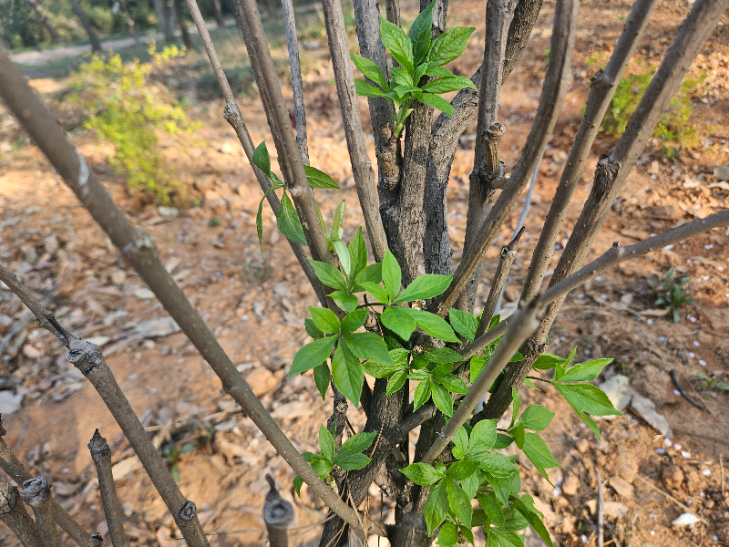 가시오갈피 수형