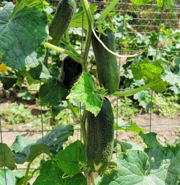 오이 효능 부작용 고르는법 칼로리