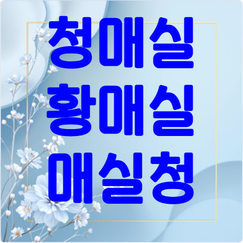 청매실황매실매실청