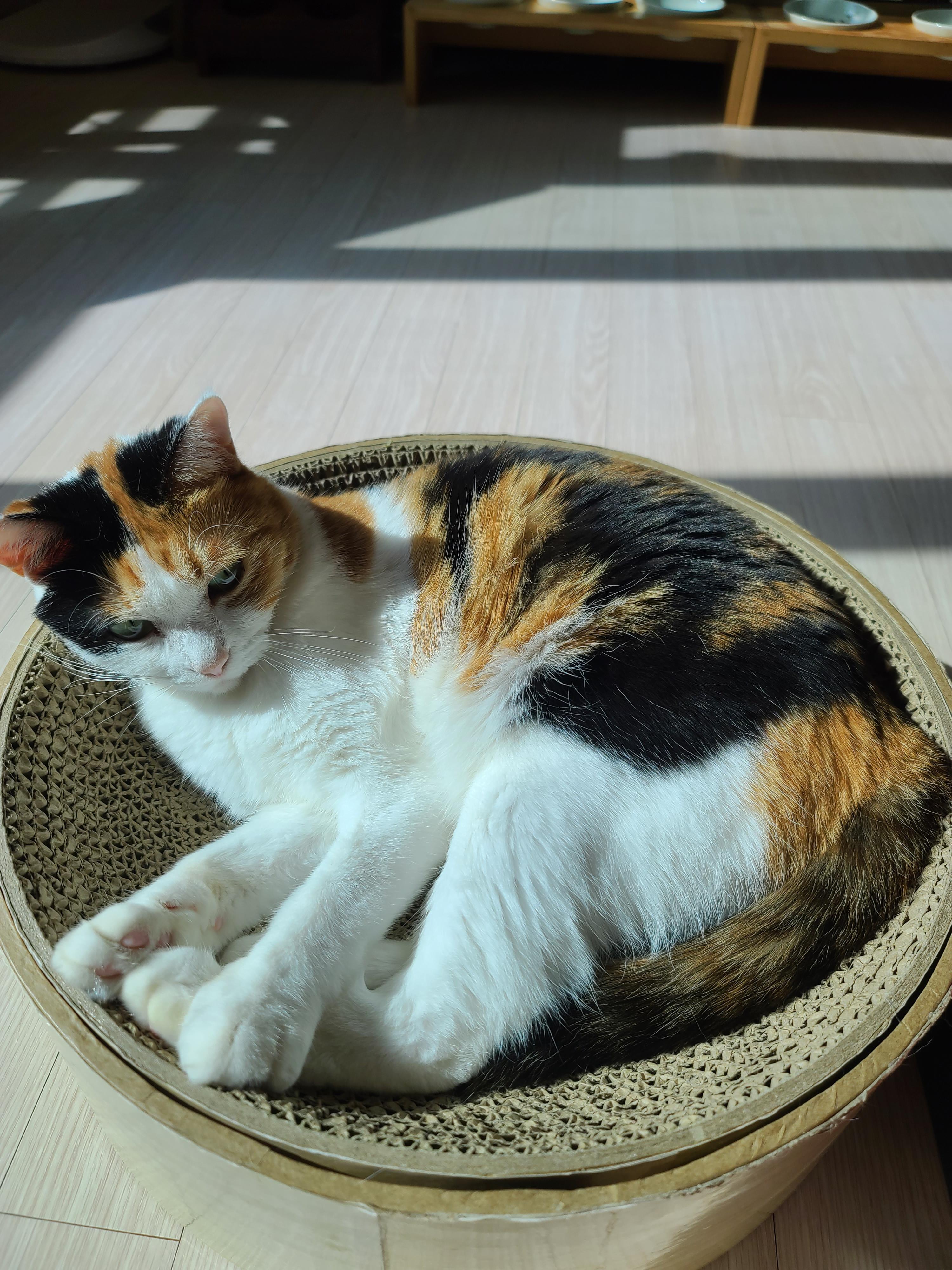 고양이의 중요한 하루일과 그루밍! 열일하는 요미 ㅋ