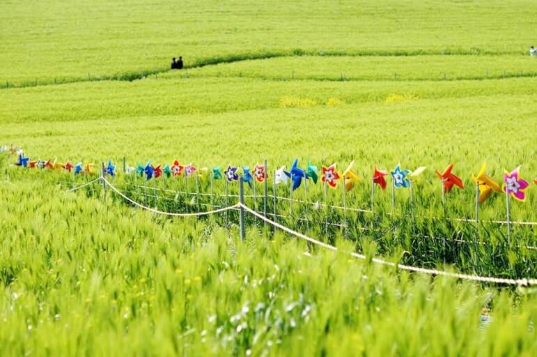 폭삭속았수다촬영지 고창 학원농장 청보리밭