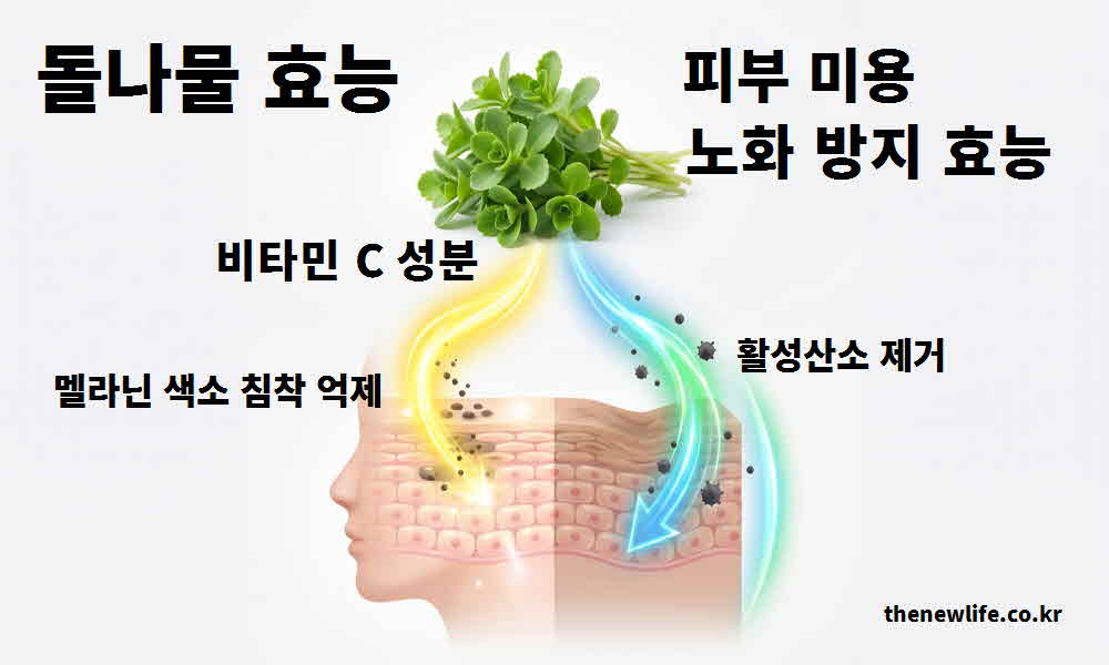 돌나물 효능 피부 미용 노화 방지