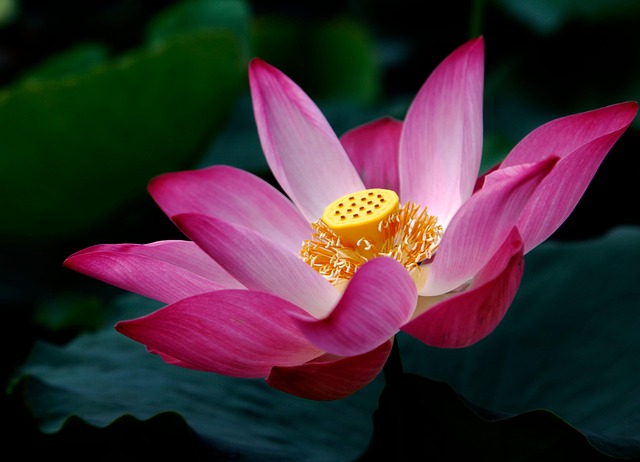 연성 관곡지 연꽃축제